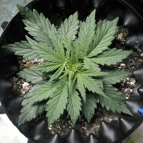 G13+xxl [axxseeds] #SS growlog timeline photo