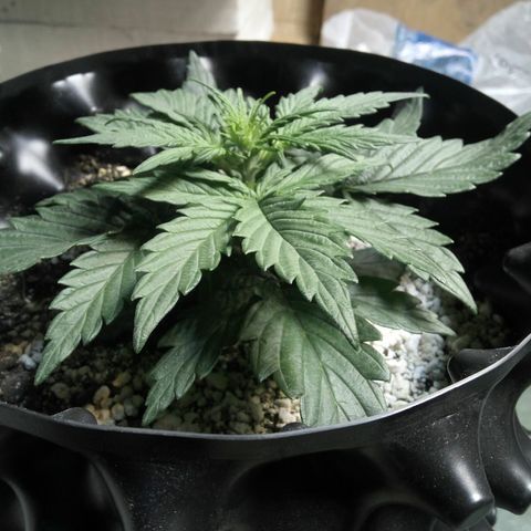G13+xxl [axxseeds] #SS growlog timeline photo