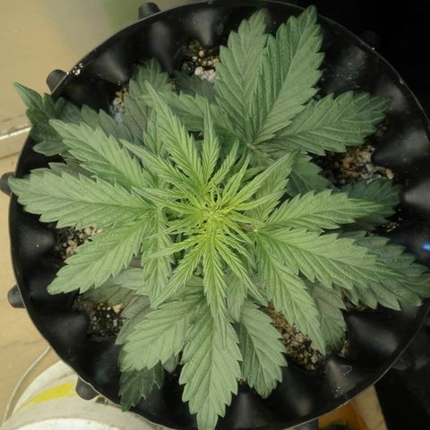 G13+xxl [axxseeds] #SS growlog timeline photo