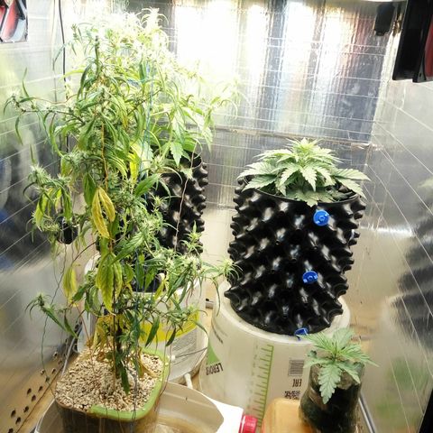 G13+xxl [axxseeds] #SS growlog timeline photo