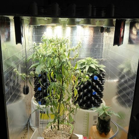 G13+xxl [axxseeds] #SS growlog timeline photo