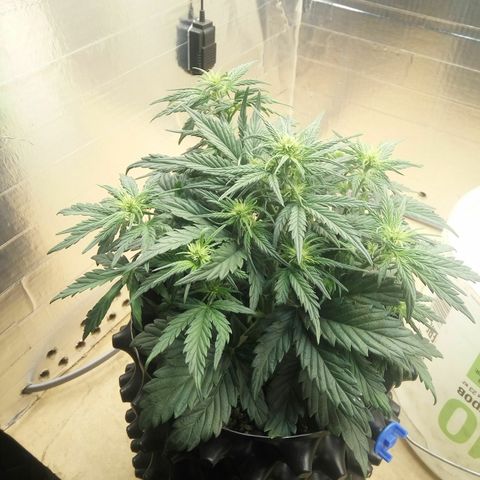 G13+xxl [axxseeds] #SS growlog timeline photo