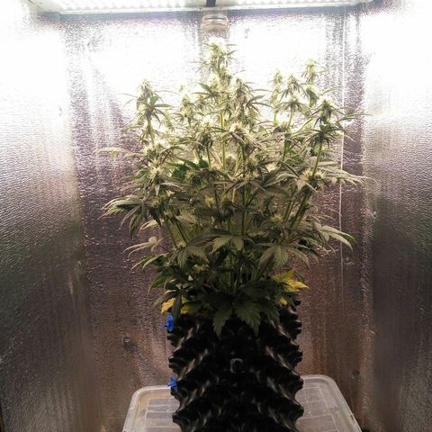 G13+xxl [axxseeds] #SS growlog timeline photo