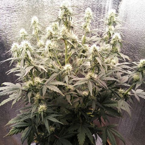 G13+xxl [axxseeds] #SS growlog timeline photo