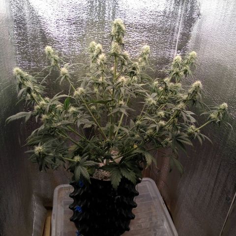 G13+xxl [axxseeds] #SS growlog timeline photo
