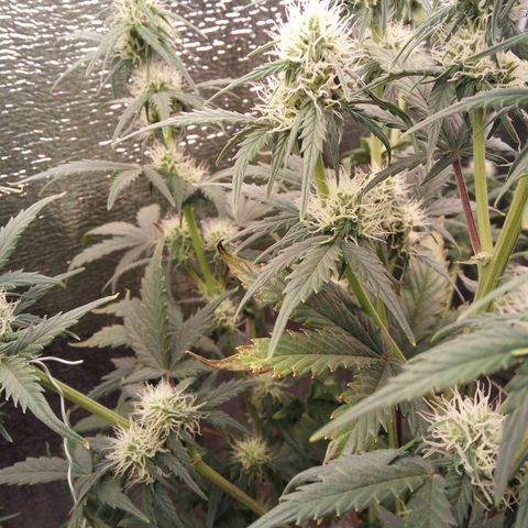 G13+xxl [axxseeds] #SS growlog timeline photo