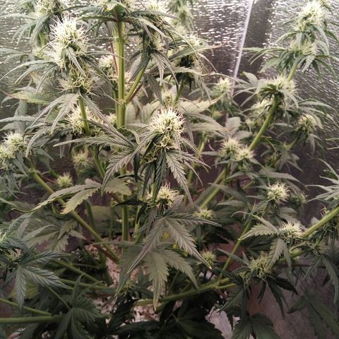 G13+xxl [axxseeds] #SS growlog timeline photo