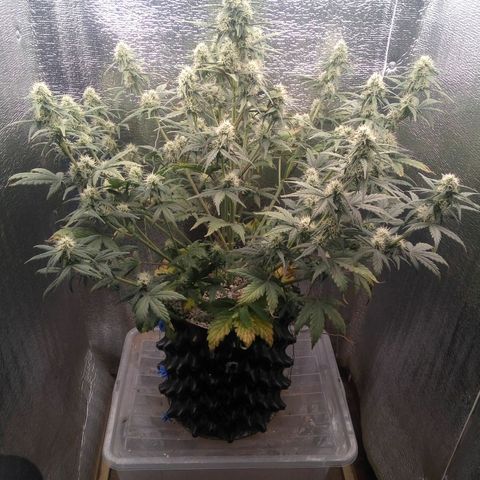 G13+xxl [axxseeds] #SS growlog timeline photo