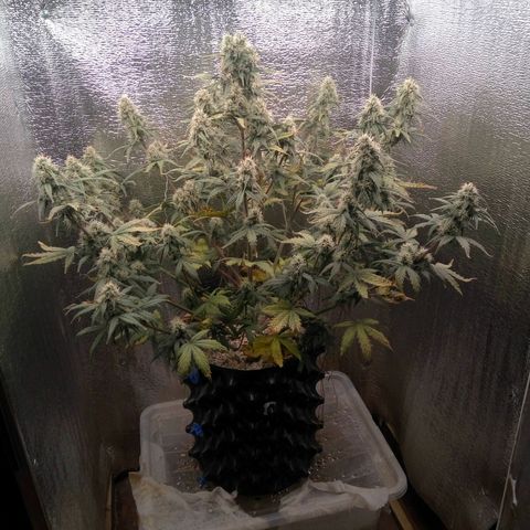 G13+xxl [axxseeds] #SS growlog timeline photo