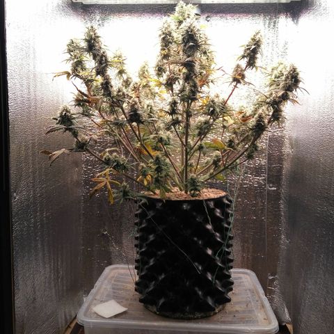 G13+xxl [axxseeds] #SS growlog timeline photo