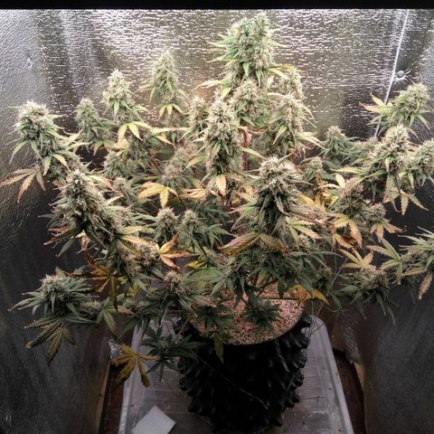 G13+xxl [axxseeds] #SS growlog timeline photo