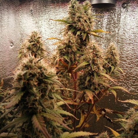 G13+xxl [axxseeds] #SS growlog timeline photo