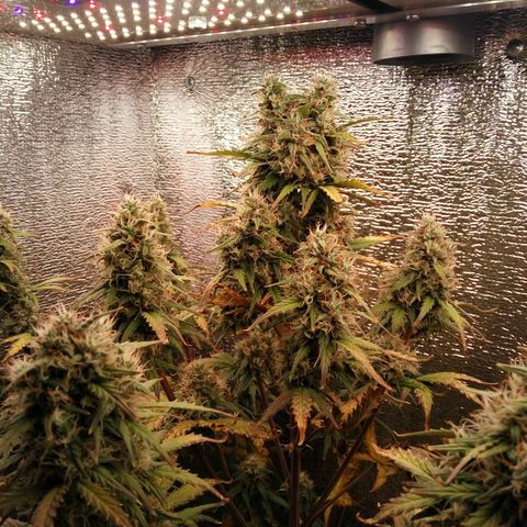 G13+xxl [axxseeds] #SS growlog timeline photo