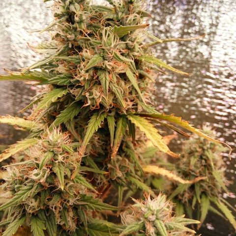 G13+xxl [axxseeds] #SS growlog timeline photo