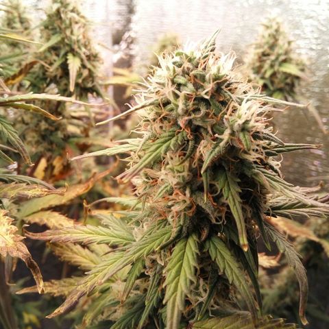 G13+xxl [axxseeds] #SS growlog timeline photo