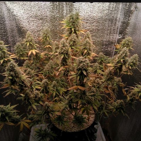 G13+xxl [axxseeds] #SS growlog timeline photo