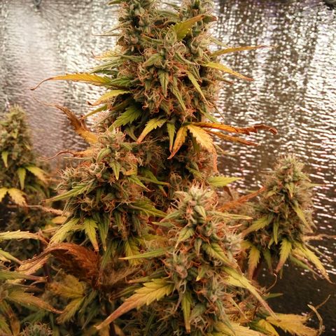 G13+xxl [axxseeds] #SS growlog timeline photo