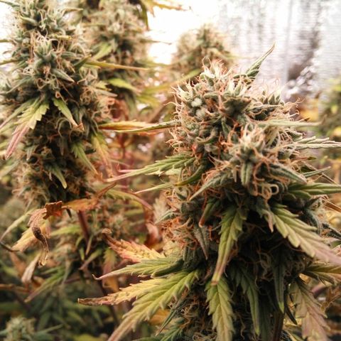 G13+xxl [axxseeds] #SS growlog timeline photo