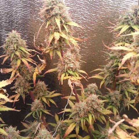 G13+xxl [axxseeds] #SS growlog timeline photo