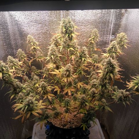 G13+xxl [axxseeds] #SS growlog timeline photo