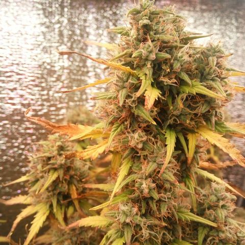 G13+xxl [axxseeds] #SS growlog timeline photo
