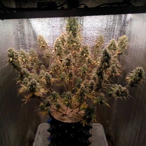 G13+xxl [axxseeds] #SS growlog timeline photo