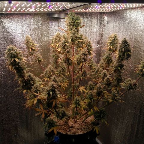 G13+xxl [axxseeds] #SS growlog timeline photo