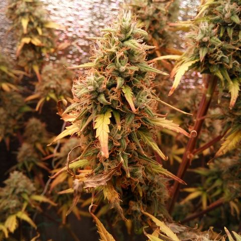 G13+xxl [axxseeds] #SS growlog timeline photo