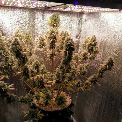 G13+xxl [axxseeds] #SS growlog timeline photo