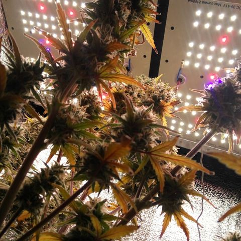 G13+xxl [axxseeds] #SS growlog timeline photo