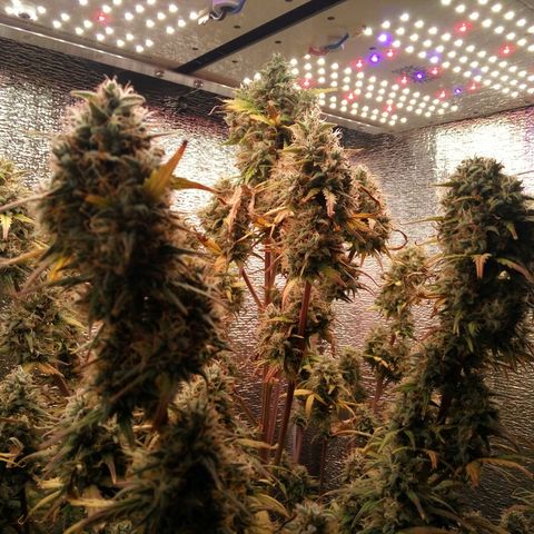 G13+xxl [axxseeds] #SS growlog timeline photo