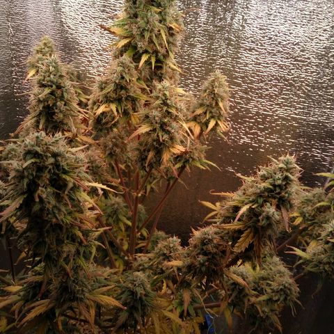 G13+xxl [axxseeds] #SS growlog timeline photo