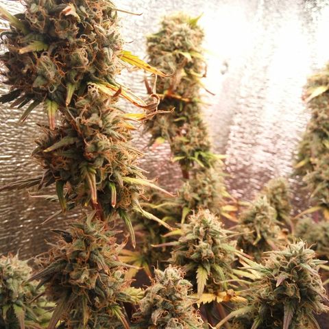 G13+xxl [axxseeds] #SS growlog timeline photo