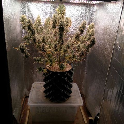 G13+xxl [axxseeds] #SS growlog timeline photo