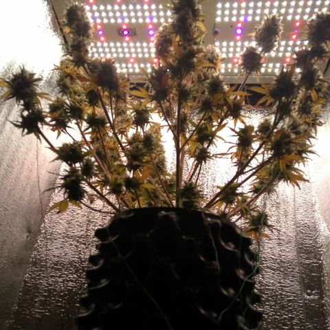 G13+xxl [axxseeds] #SS growlog timeline photo