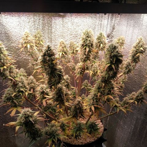G13+xxl [axxseeds] #SS growlog photo: Подрезал центральную коло. Формирование соцветий плотное, без плесени. Похоже много света, т.к. внутри соцветия лучше выгледят, чем снаружи. Срезанную колу выкинул в мусор.