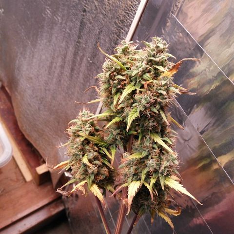 G13+xxl [axxseeds] #SS growlog photo: Подрезал центральную коло. Формирование соцветий плотное, без плесени. Похоже много света, т.к. внутри соцветия лучше выгледят, чем снаружи. Срезанную колу выкинул в мусор.