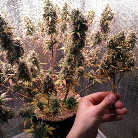 G13+xxl [axxseeds] #SS growlog photo: Подрезал центральную коло. Формирование соцветий плотное, без плесени. Похоже много света, т.к. внутри соцветия лучше выгледят, чем снаружи. Срезанную колу выкинул в мусор.