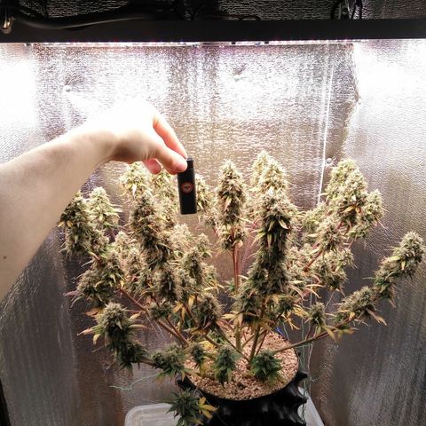 G13+xxl [axxseeds] #SS growlog timeline photo