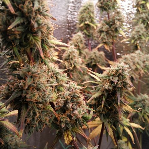 G13+xxl [axxseeds] #SS growlog timeline photo