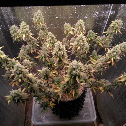 G13+xxl [axxseeds] #SS growlog timeline photo