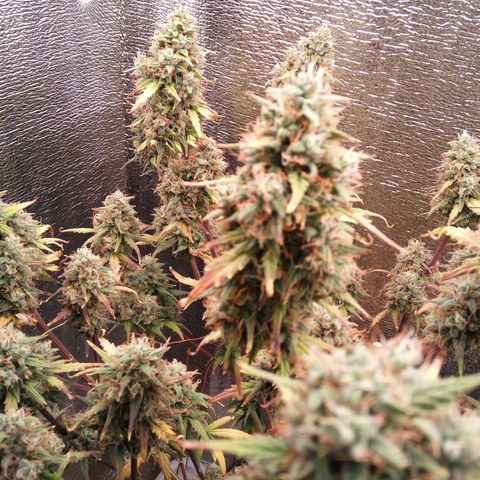 G13+xxl [axxseeds] #SS growlog timeline photo