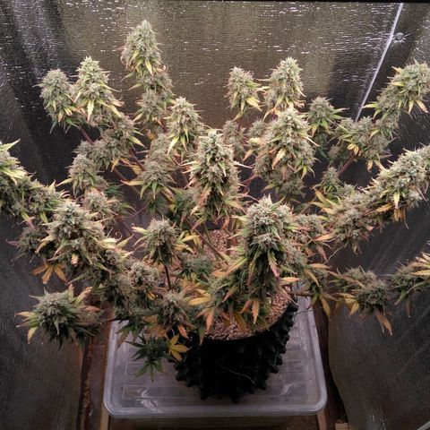 G13+xxl [axxseeds] #SS growlog timeline photo
