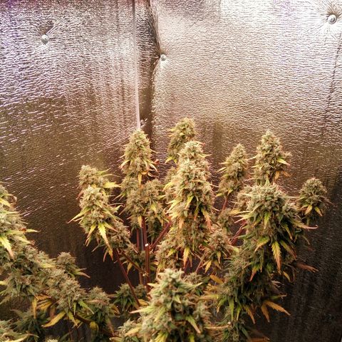 G13+xxl [axxseeds] #SS growlog timeline photo