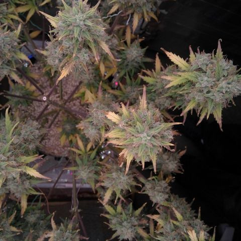 G13+xxl [axxseeds] #SS growlog timeline photo