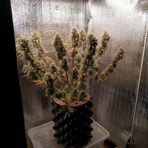 G13+xxl [axxseeds] #SS growlog timeline photo