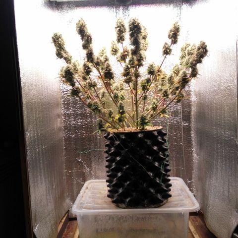G13+xxl [axxseeds] #SS growlog timeline photo