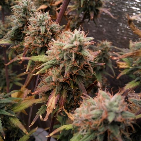 G13+xxl [axxseeds] #SS growlog timeline photo