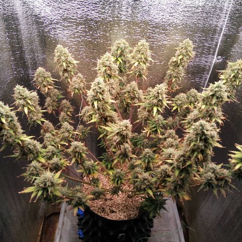 G13+xxl [axxseeds] #SS growlog timeline photo