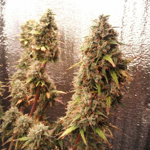 G13+xxl [axxseeds] #SS growlog timeline photo